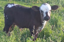 Dani Boy x Dreamin BULL