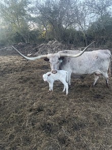 WS GERONIMO x DDR RIVER OF LOVE