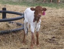 2022 HEIFER (MISS KATE)