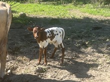 YMI POPALICIOUS
