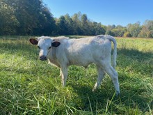 WS GERONIMO x OHL HOLLYWOOD Steer