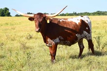 Brazos Ziva 79/20