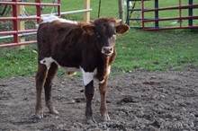 DDR DORA'S SECRET - BULL