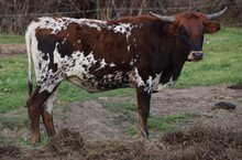 YMI Bo Cowboys Lady A