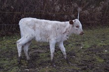WS GERONIMO x DDR RIVER OF LOVE