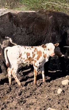WS Geronimo X Hicks Safari Gem