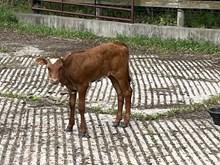 Sunset heifer