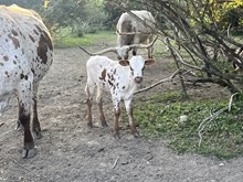  JamOver Heifer