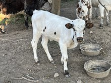 WS Geronimo X YMI Timlines KIt Kat