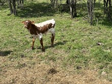 painted lady bull