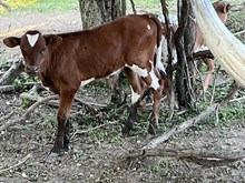 Black cherry x Geronimo 2025 bu;;
