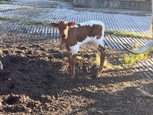 Mesquite Heifer Calf