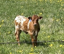 MCR SUPER JAIME X HL RAINMAKER Bull