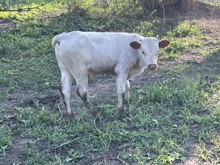 Duramax x Lovechild Steer